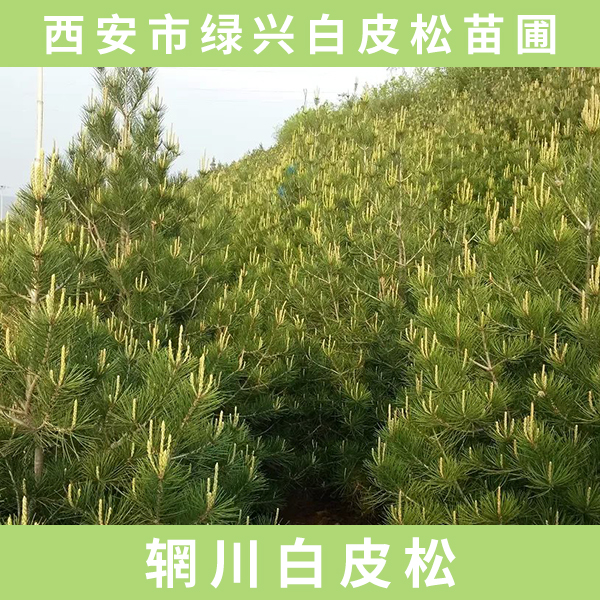 供應(yīng)輞川白皮松 輞川白皮松樹苗 綠化輞川白皮松 輞川白皮松廠家