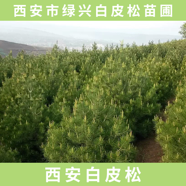 供應(yīng)西安白皮松 西安白皮松樹(shù)苗 西安白皮松價(jià)格 綠化西安白皮松