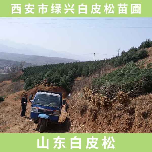 供應(yīng)山東白皮松  山東白皮松樹苗 綠化山東白皮松 山東白皮松廠家