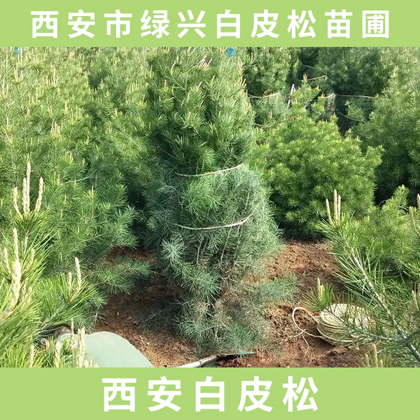 供應(yīng)西安白皮松 西安白皮松樹(shù)苗 西安白皮松價(jià)格 綠化西安白皮松