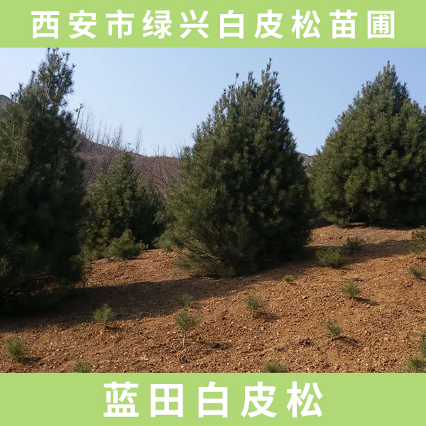 供應(yīng)藍(lán)田白皮松 藍(lán)田白皮松樹(shù)苗  綠化藍(lán)田白皮松  藍(lán)田白皮松廠(chǎng)家