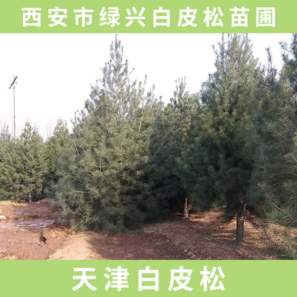 供應(yīng)天津白皮松  天津白皮松樹苗 天津白皮松綠化 天津白皮松廠家