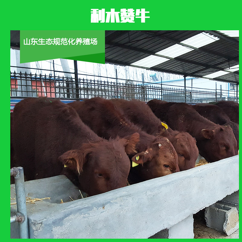 山東利木贊牛價格 山東利木贊牛批發(fā) 山東利木贊牛多少錢一頭 利木贊牛價格報價
