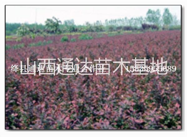 供應紫葉李 紅葉李 紅葉碧桃 紫葉矮櫻 紅葉石楠 紅葉小檗 黃葉小檗 紫葉小檗