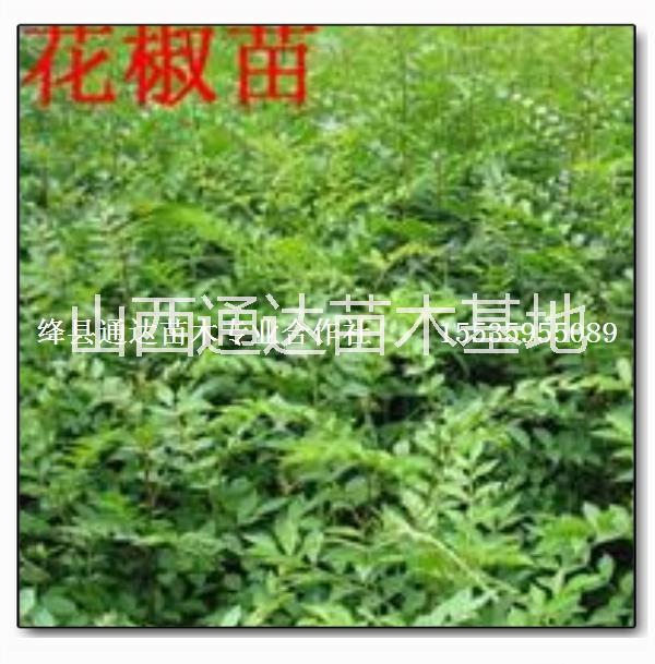 山西花椒苗基地|山西花椒苗品種大全|山西大紅袍花椒苗價格