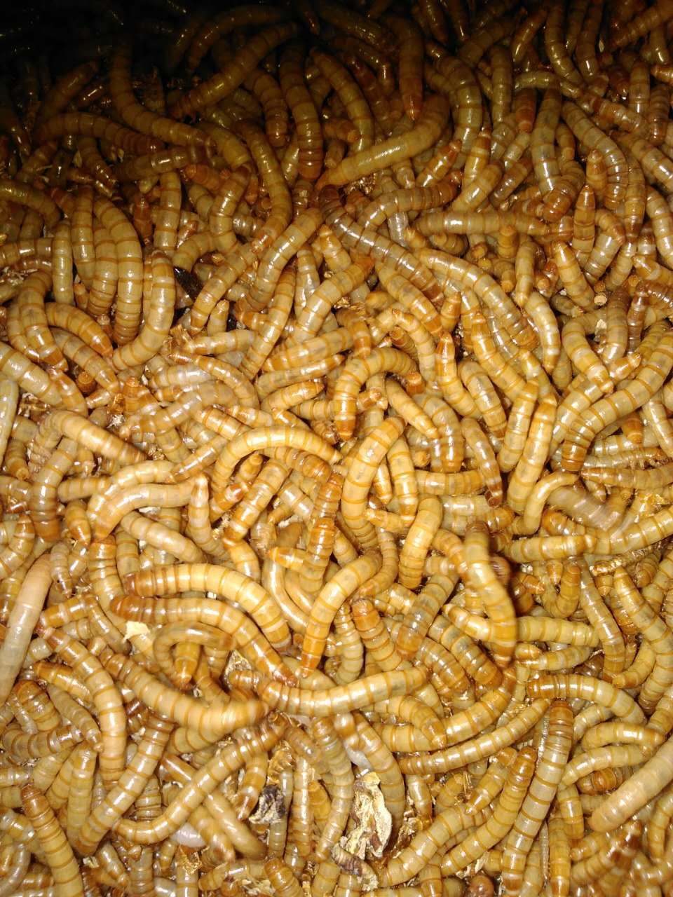 供應(yīng)用于菜的陜西三原黃粉蟲種蟲出售