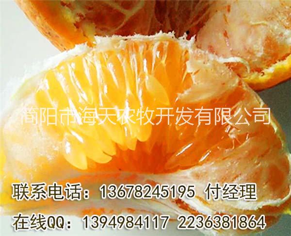 供應(yīng)用于產(chǎn)果|增加經(jīng)濟(jì)收入的春見(jiàn)苗，耙耙柑苗，嫁接柑橘苗