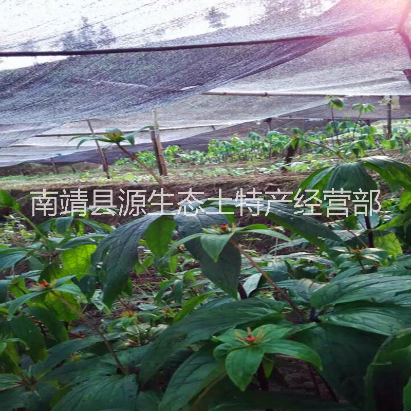 批發(fā)供應(yīng)*福建多芽粉質(zhì)華重樓種苗種子 七葉一枝花蚤休、白甘遂、草河車、金線重樓  適合低海拔種植周期短