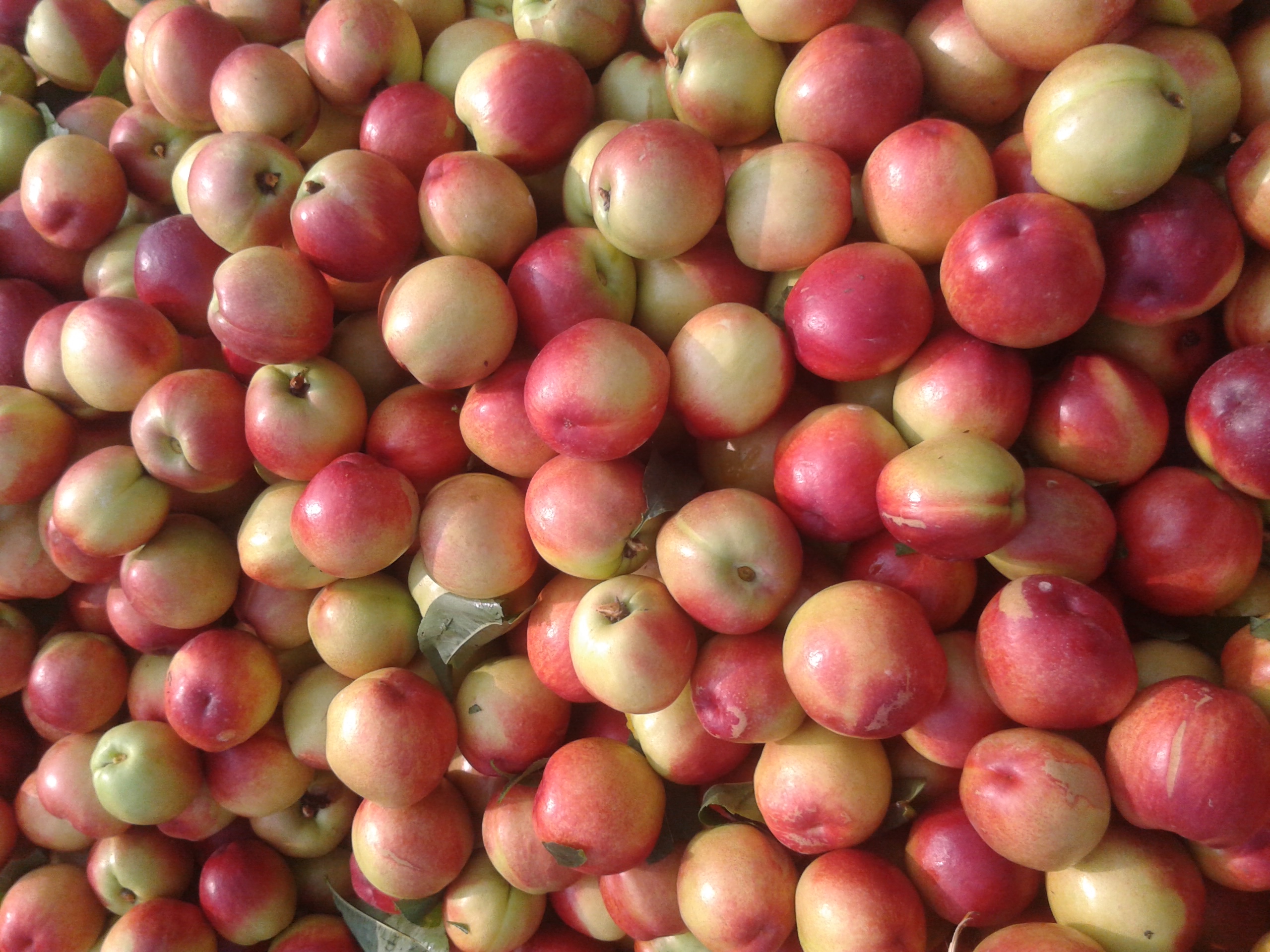 湖北毛桃供應(yīng)基地/2021年油桃行情/油桃產(chǎn)地/毛桃價(jià)格/湖北毛桃代收 湖北毛桃供應(yīng)基地