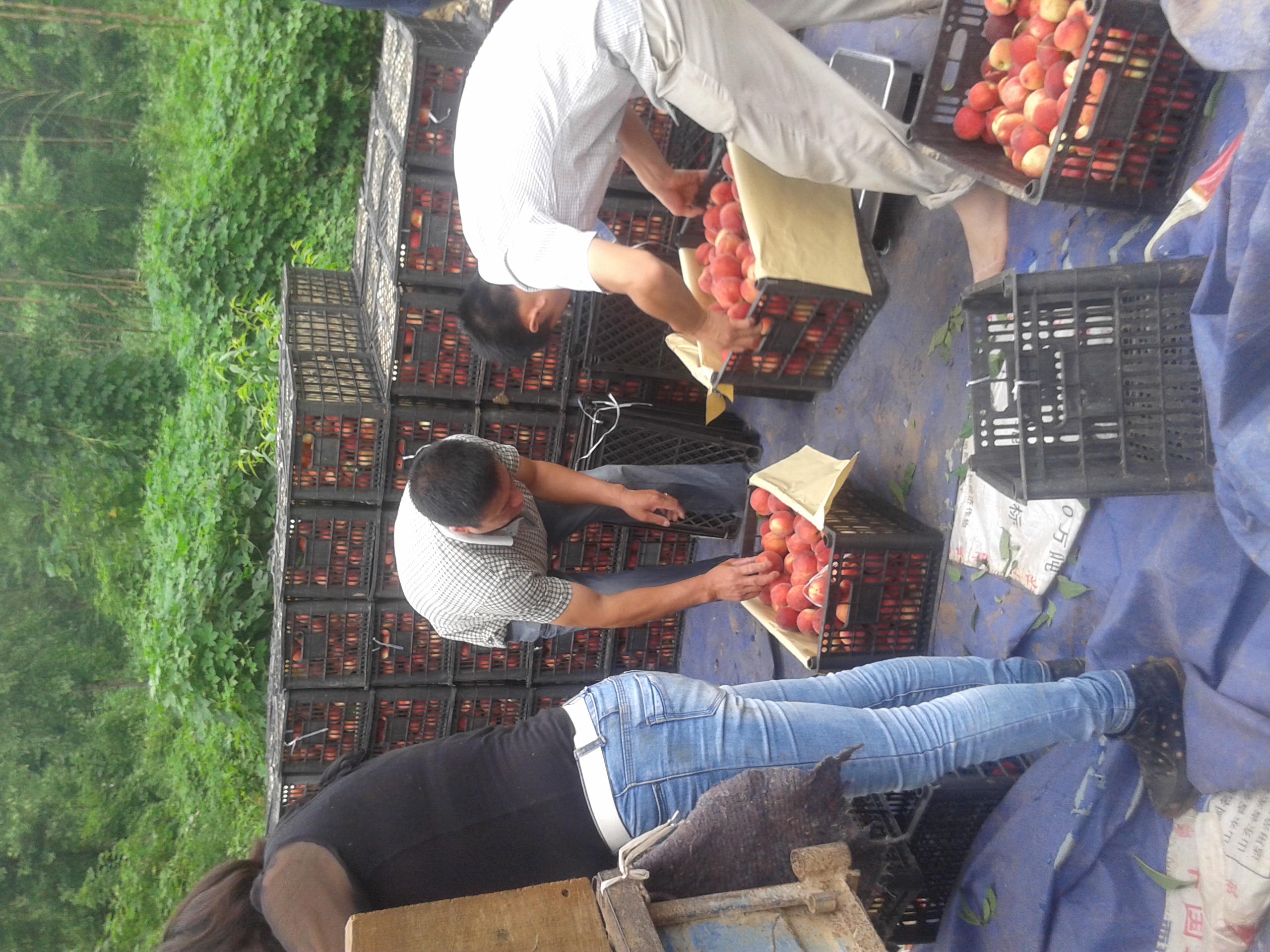 湖北毛桃供應(yīng)基地/2021年油桃行情/油桃產(chǎn)地/毛桃價(jià)格/湖北毛桃代收 湖北毛桃供應(yīng)基地