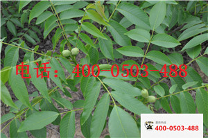 供應(yīng)用于嫁接核桃苗  重慶8518核桃苗重慶 重慶8518核桃苗基地 重慶8518核桃苗批發(fā) 重慶8518核桃苗價(jià)格