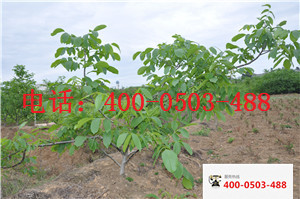供應(yīng)用于嫁接核桃苗  重慶8518核桃苗重慶 重慶8518核桃苗基地 重慶8518核桃苗批發(fā) 重慶8518核桃苗價(jià)格