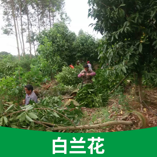 供應(yīng)基地*盆栽樹苗廣西白蘭花供應(yīng)白蘭花樹苗