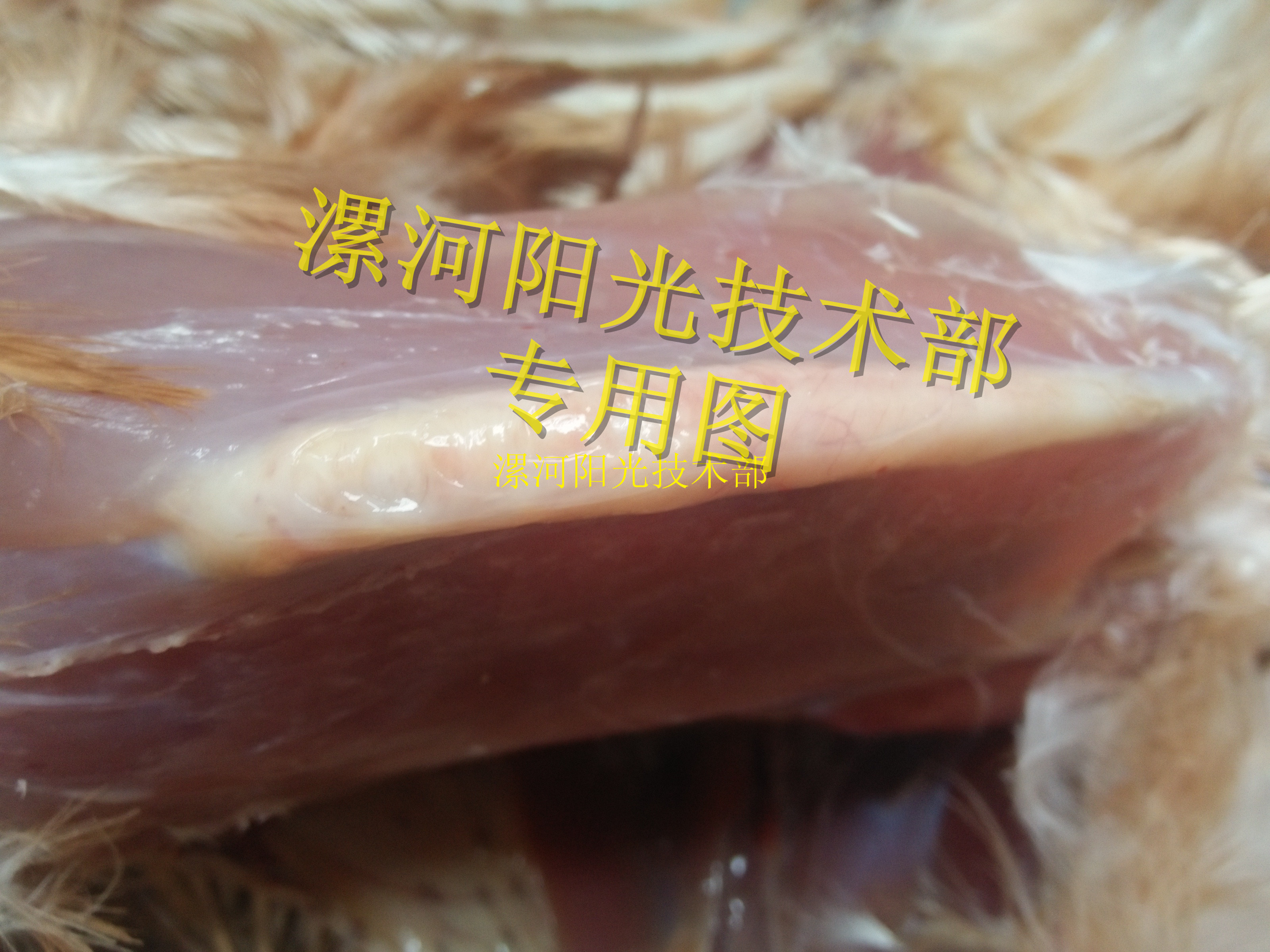 雞關(guān)節(jié)腫大？青年雞不發(fā)育？！！——”支囊凈“方案