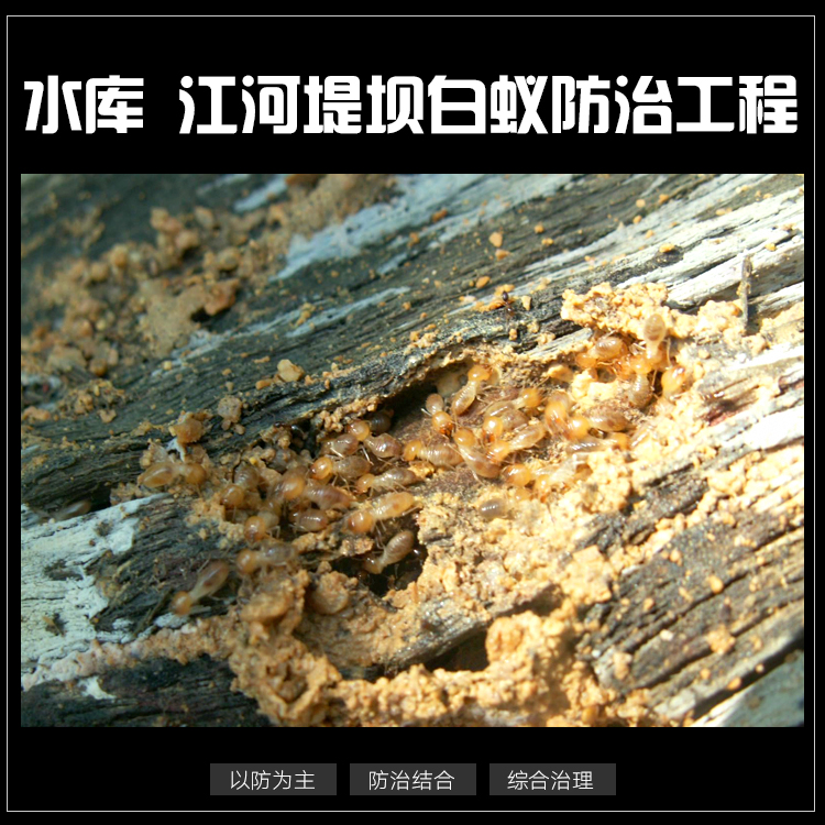 供應(yīng)獅山鎮(zhèn)白蟻防治多少錢，獅山白蟻蟲害防治有限公司，佛山白蟻防治找宏暉白蟻防治公司