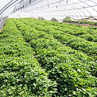 河南紅薯苗高產(chǎn)紅薯新品種小農(nóng)丫農(nóng)業(yè)