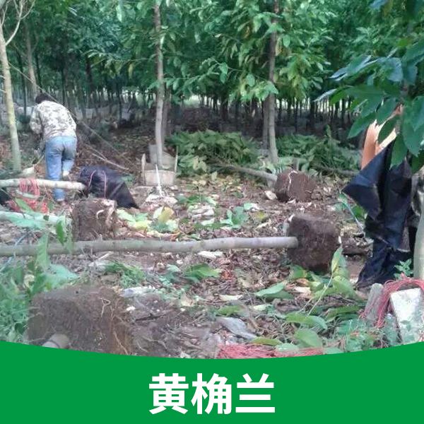 供應(yīng)基地*白蘭花樹苗廣西優(yōu)質(zhì)品種黃桷蘭