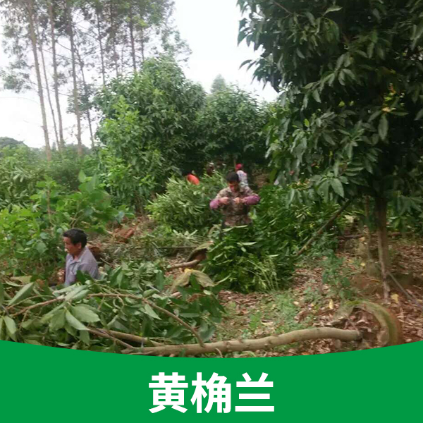 供應(yīng)基地*白蘭花樹苗廣西優(yōu)質(zhì)品種黃桷蘭