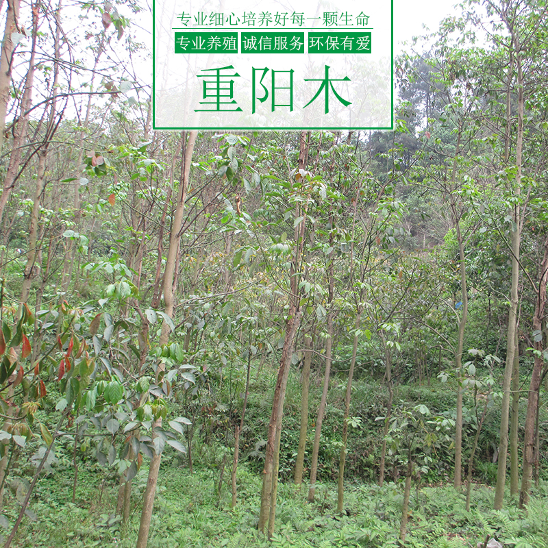 涌鑫綠化苗木基地供應(yīng)重陽木樹、園林景觀喬木|綠化苗木、重慶重陽木苗木批發(fā)