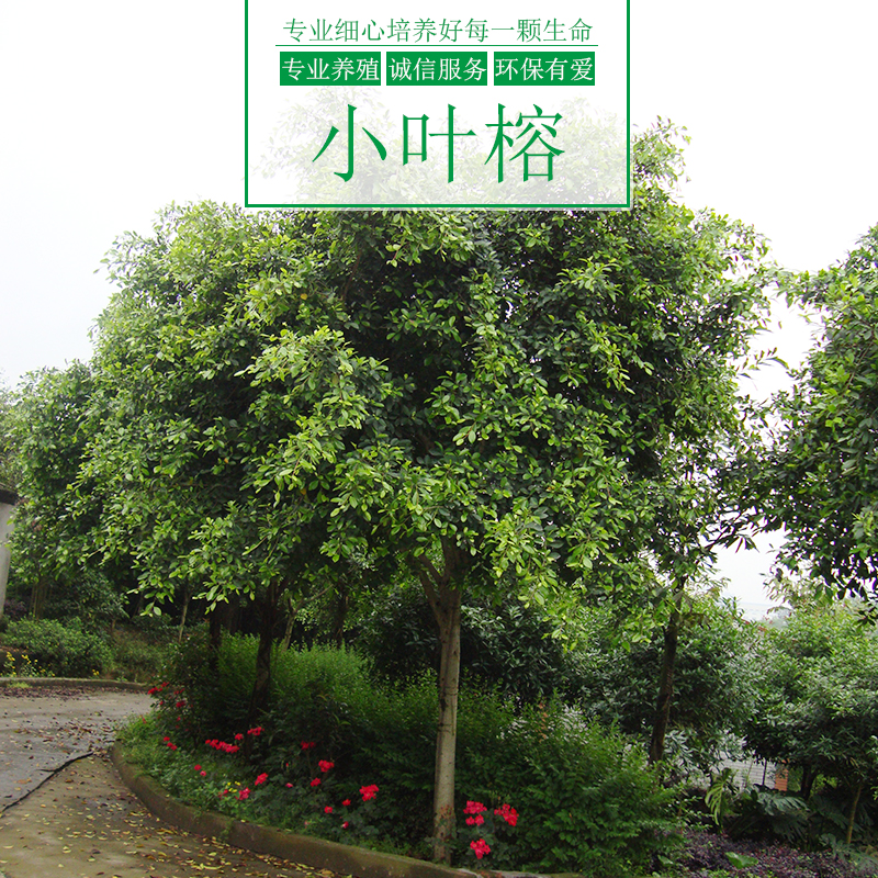 涌鑫綠化苗木基地供應(yīng)小葉榕樹、造型小葉榕盆景、重慶小葉榕苗木批發(fā)