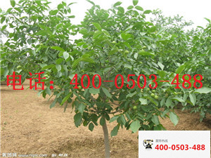 供應(yīng)用于嫁接核桃苗  8518核桃苗 重慶巫溪嫁接核桃苗  重慶巫溪薄皮核桃苗 重慶巫溪良種核桃苗