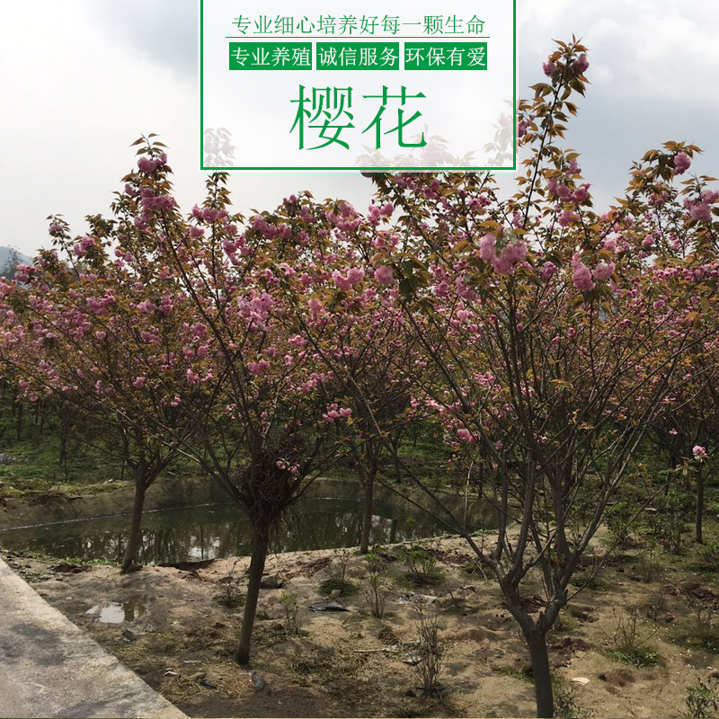 重慶涌鑫綠化苗木基地供應櫻花樹、景觀工程*樹木、園林景觀櫻花樹苗批發(fā)