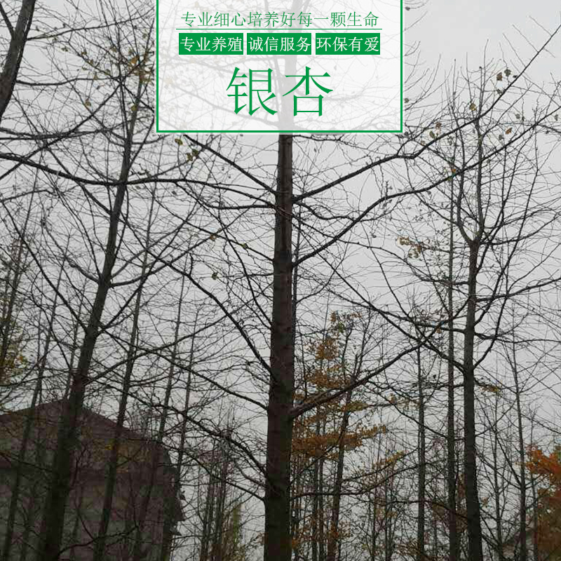 重慶涌鑫綠化苗木基地供應(yīng)銀杏樹、園林綠化喬木、金葉銀杏樹苗批發(fā)