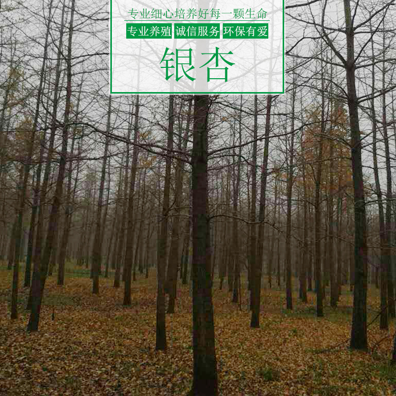 重慶涌鑫綠化苗木基地供應(yīng)銀杏樹、園林綠化喬木、金葉銀杏樹苗批發(fā)