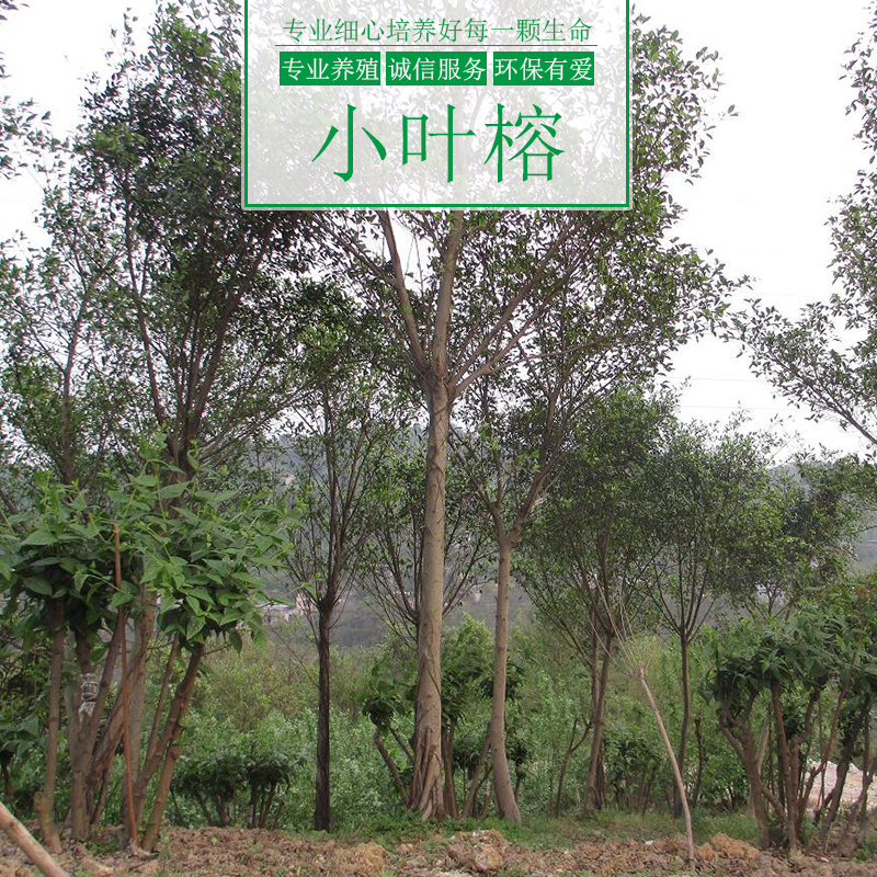 涌鑫綠化苗木基地供應(yīng)小葉榕樹、造型小葉榕盆景、重慶小葉榕苗木批發(fā)