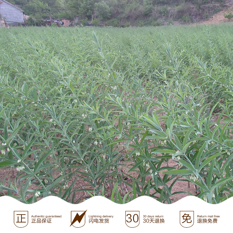 供應(yīng)云南黃精苗價(jià)格-云南黃精苗種植基地-云南黃精苗供應(yīng)商
