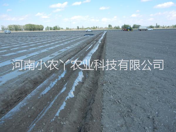 河南紅薯苗商薯19脫毒紅薯苗小農(nóng)丫農(nóng)業(yè)