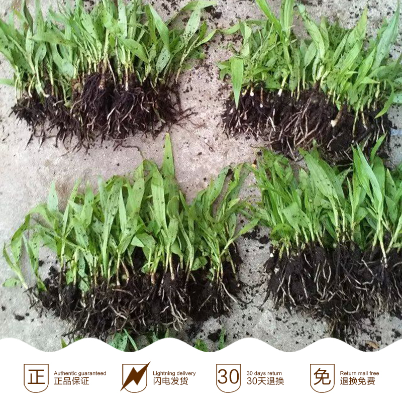 廣西白芨種苗批發(fā)|廣西白芨種苗報價|廣西白芨種苗供應