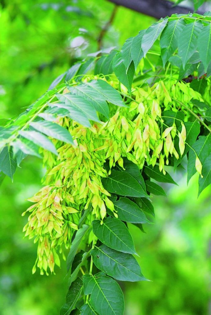 供應用于綠化的臭椿，山東臭椿小苗批發(fā)，山東臭椿苗批發(fā)價