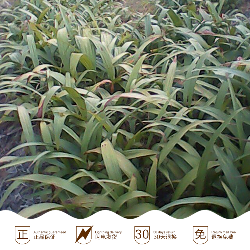 白芨苗價格|廣西白芨苗批發(fā)|廣西白芨苗大量供應(yīng)