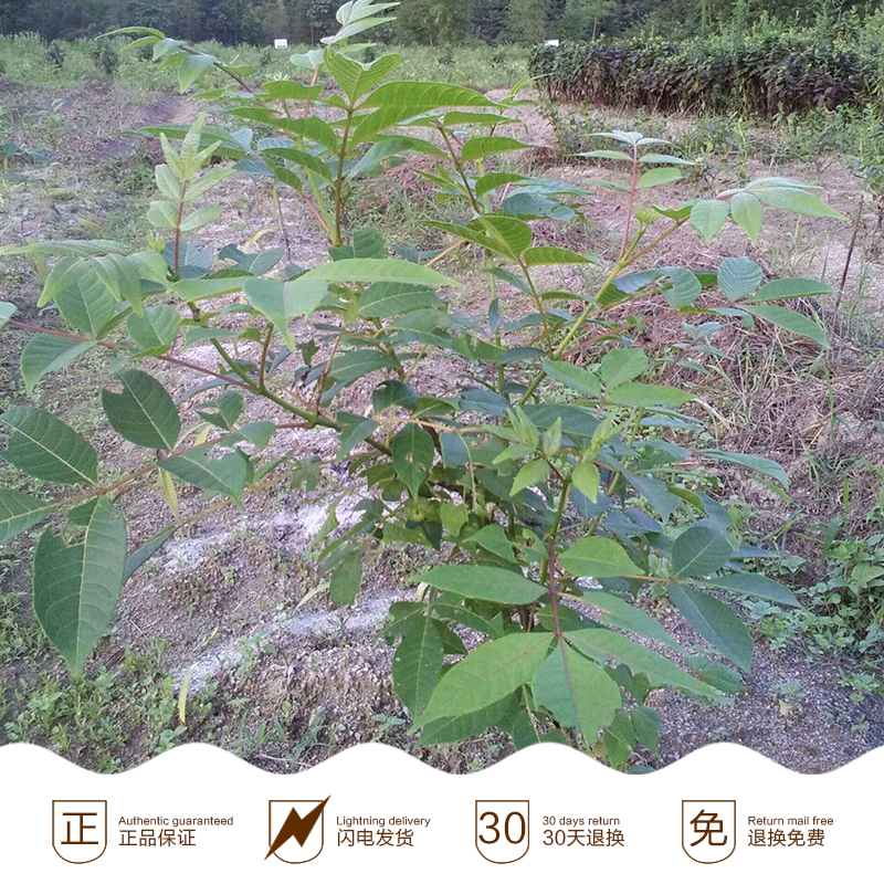 云南吳茱萸苗,吳茱萸粉,吳茱萸種苗