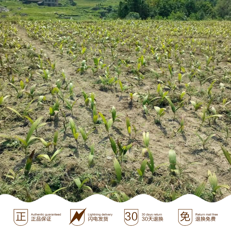 白芨苗價格|廣西白芨苗批發(fā)|廣西白芨苗大量供應(yīng)