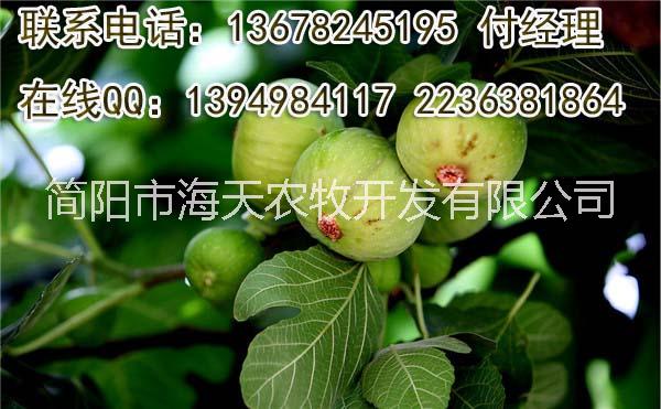 供應無花果苗，布蘭瑞克無花果苗，嫁接無花果苗，好吃的無花果品種