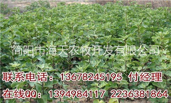 供應無花果苗，布蘭瑞克無花果苗，嫁接無花果苗，好吃的無花果品種