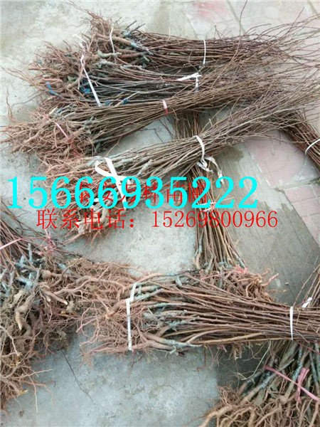 永連蜜桃桃樹苗價格 永連蜜桃桃樹苗品種哪里好 應(yīng)蓮蜜桃桃樹苗價格
