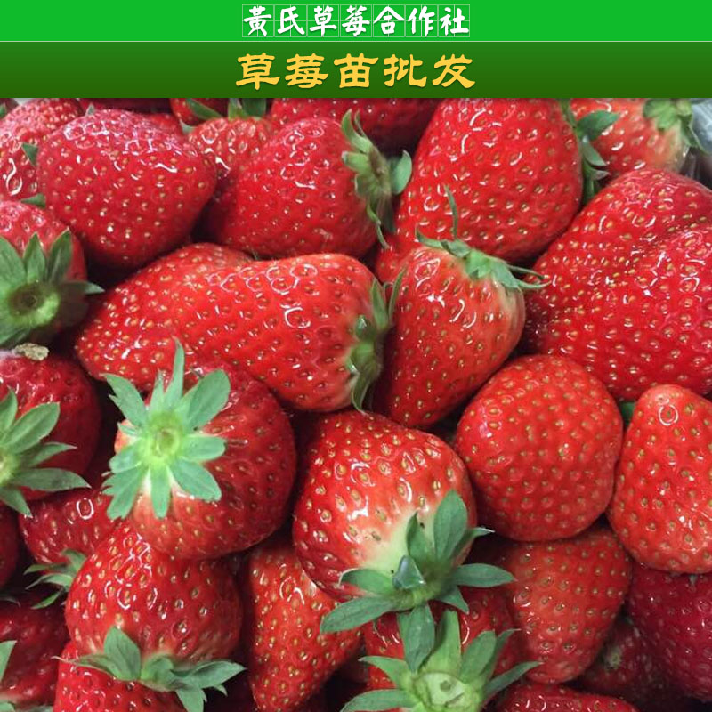 浙江草莓苗批發(fā)，草莓品種，牛奶草莓種子u，草莓苗價格，供應(yīng)