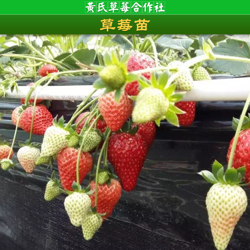 建德黃氏草莓合作社供應(yīng)草莓苗、草莓種苗|原種草莓苗、杭州草莓苗批發(fā)