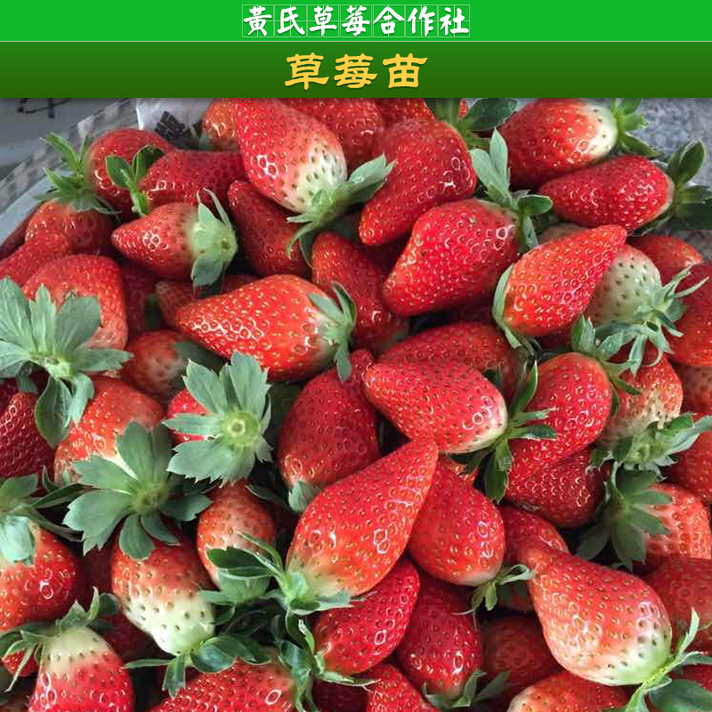 杭州草莓苗，草莓種植基地，草莓供應(yīng)商，草莓種植方法