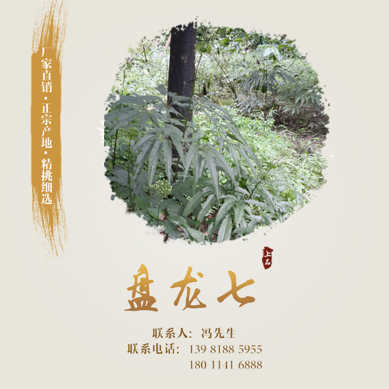 供應(yīng)盤龍七 盤龍七種子、種苗 盤龍七種植基地 盤龍七栽培技術(shù)