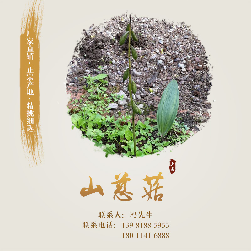 供應(yīng)山慈菇 山慈菇種子、種苗 山慈菇報(bào)價(jià) 山慈菇廠家直銷