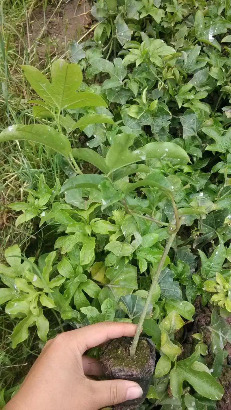 供應(yīng)北流哪里有百香果苗批發(fā)，北流百香果苗價格，北流百香果苗供應(yīng)商