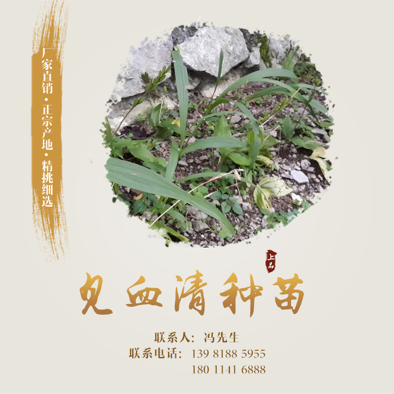 供應(yīng)見血清種苗 見血清種苗種植  見血清種苗栽培技術(shù) 見血清種苗種植基地