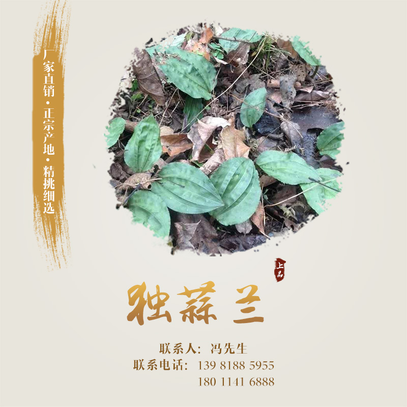 供應(yīng)獨(dú)蒜蘭 獨(dú)蒜蘭種子、種苗 獨(dú)蒜蘭作用 獨(dú)蒜蘭種子、種苗種植基地