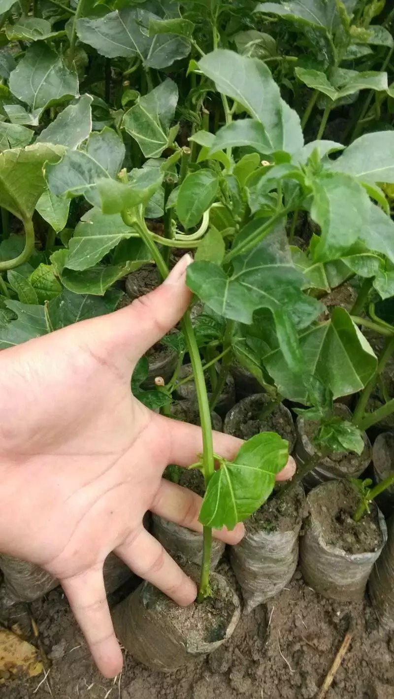 供應(yīng)北流哪里有百香果苗批發(fā)，北流百香果苗價格，北流百香果苗供應(yīng)商