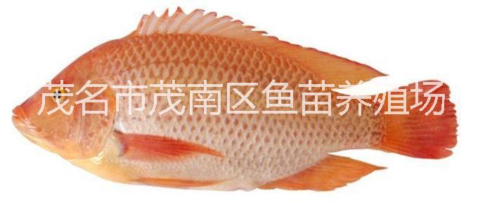供應(yīng)用于鯰魚的生產(chǎn)養(yǎng)殖南方大口鯰魚苗價格報價