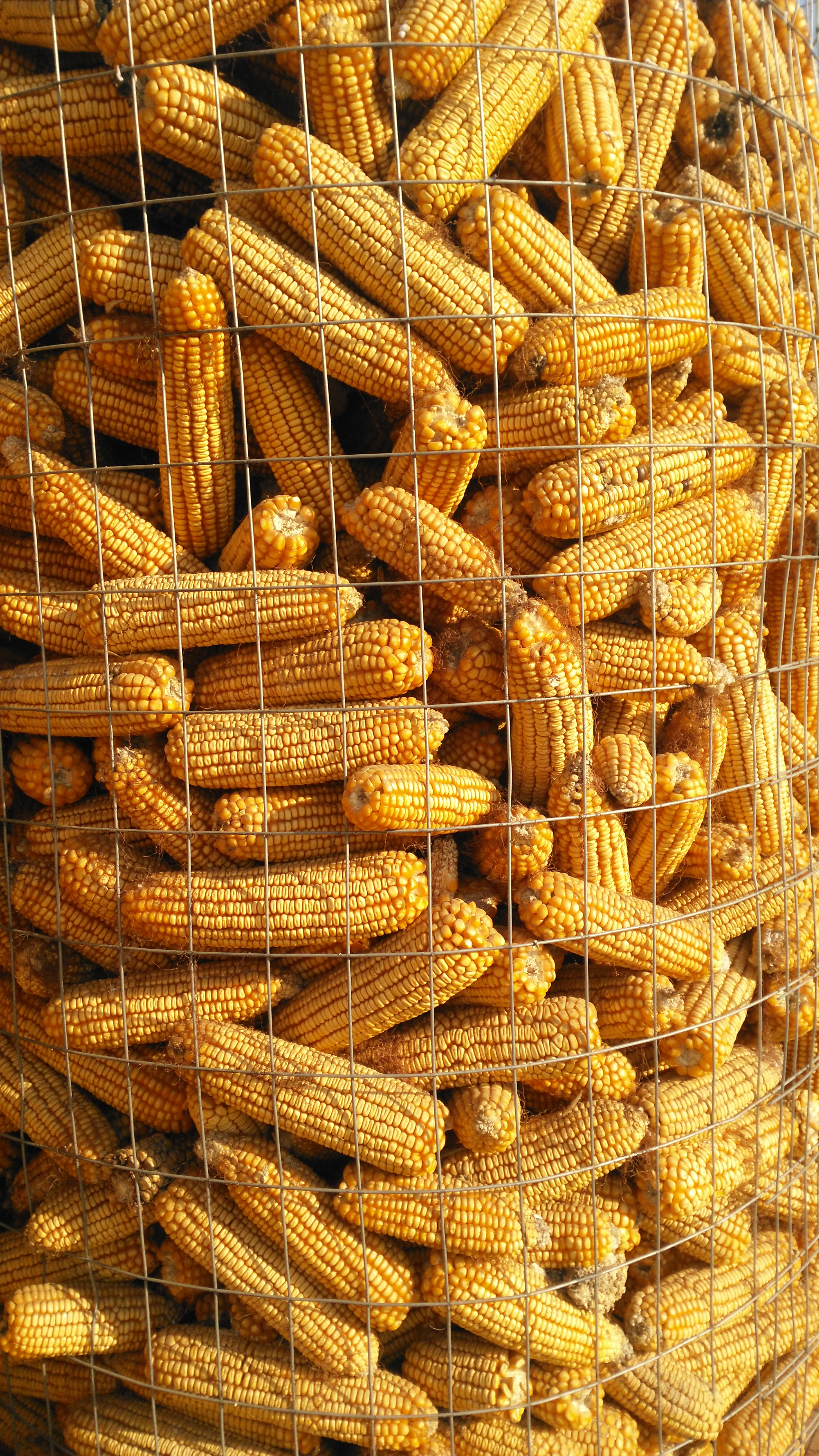 廠家供應(yīng)用于圈玉米|圈棒子|圈花生的易風(fēng)干防霉變糧倉(cāng)用電焊網(wǎng)